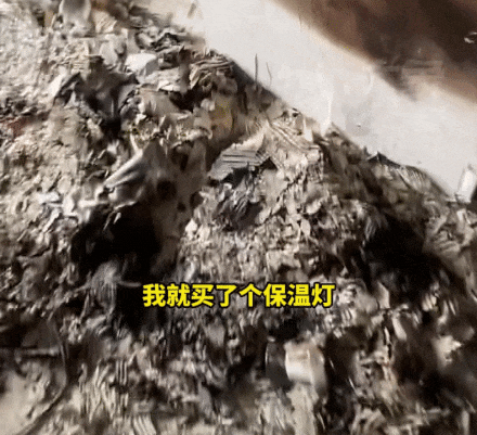彩神vll惨！主人取暖不慎小鸡变“烤鸡”(图2)