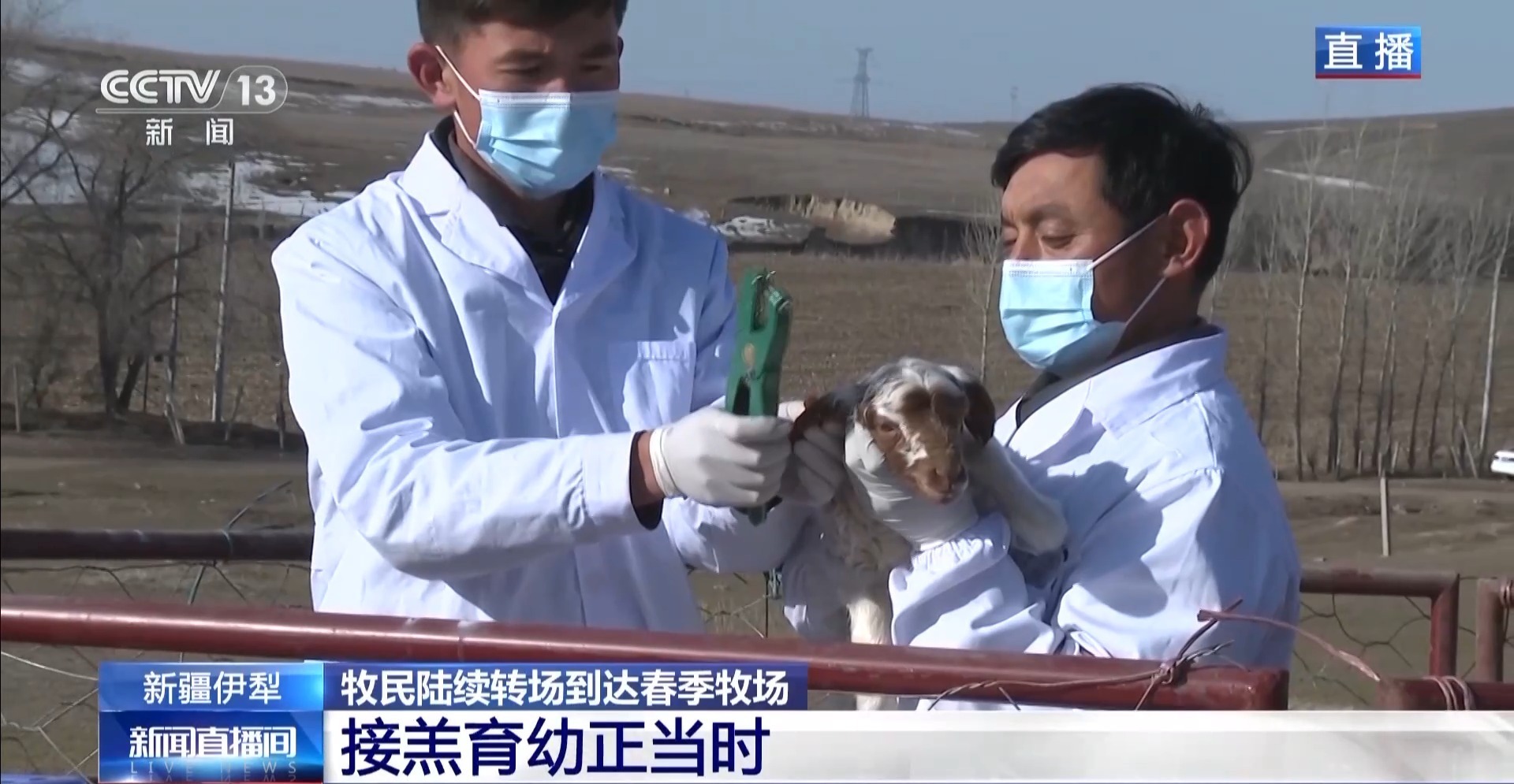 彩神vll羊咩咩穿上了高科技“新衣”！来看新疆伊犁河谷牲畜春季转场(图4)