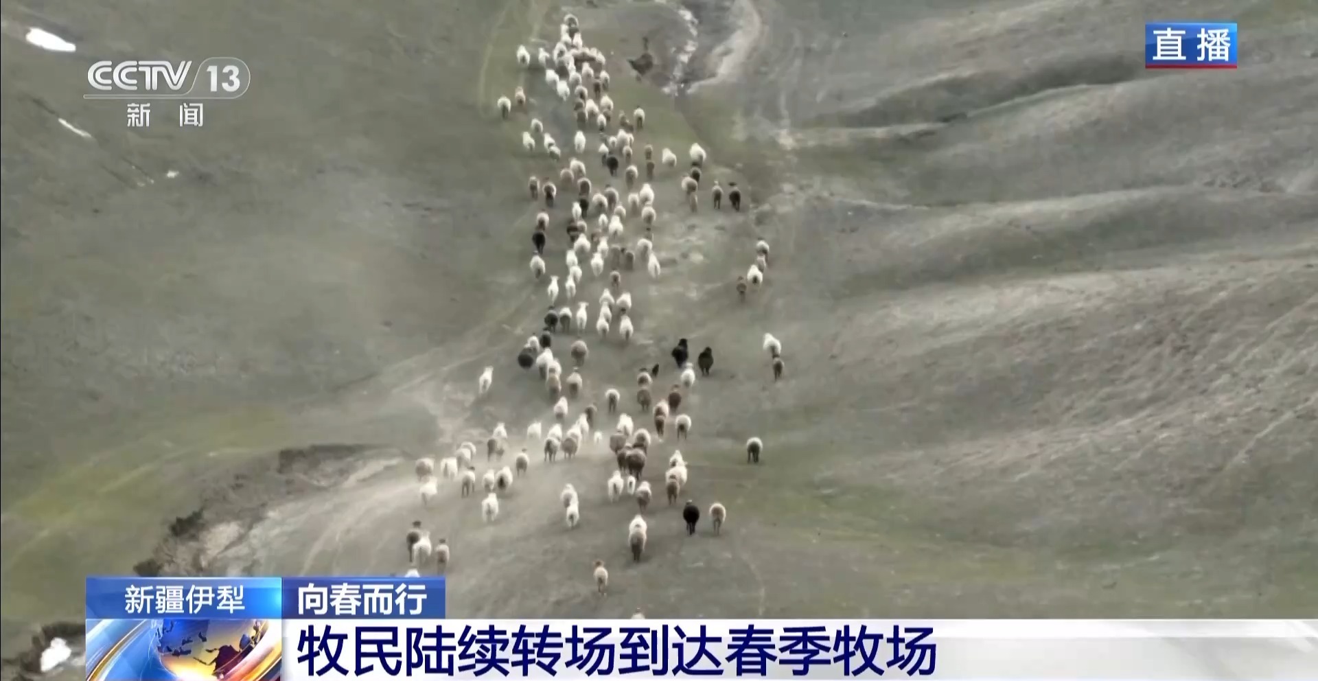 彩神vll羊咩咩穿上了高科技“新衣”！来看新疆伊犁河谷牲畜春季转场(图1)