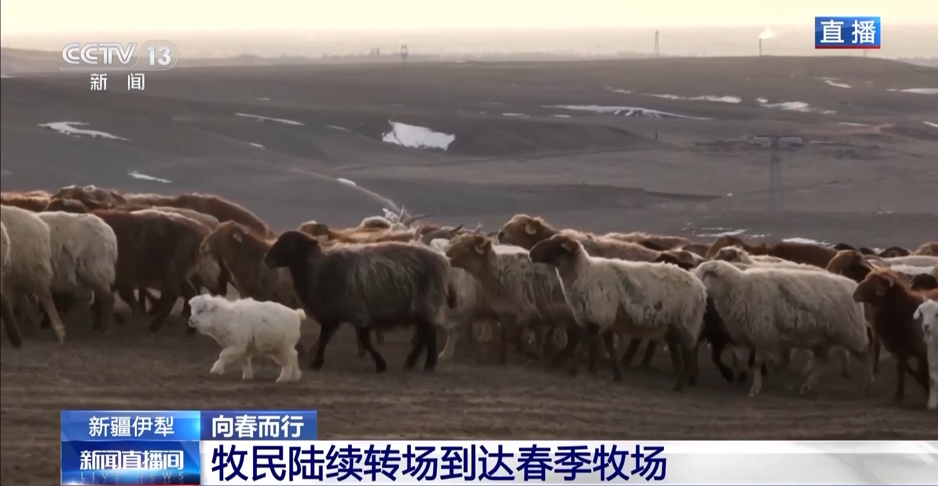 彩神vll羊咩咩穿上了高科技“新衣”！来看新疆伊犁河谷牲畜春季转场(图6)