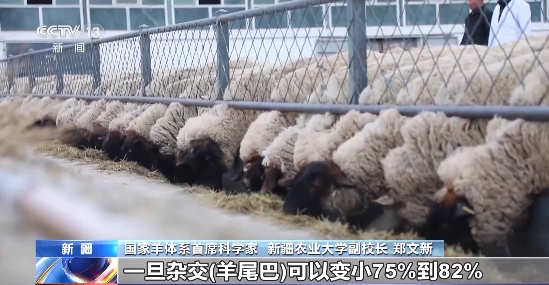 彩神vll羊咩咩穿上了高科技“新衣”！来看新疆伊犁河谷牲畜春季转场(图19)