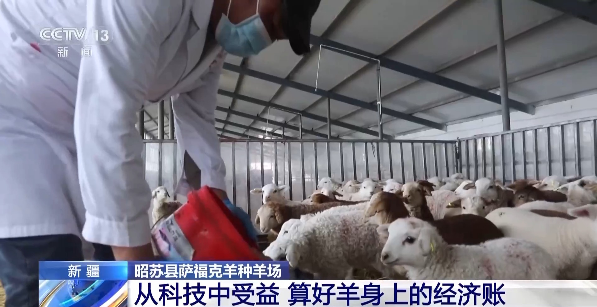 彩神vll羊咩咩穿上了高科技“新衣”！来看新疆伊犁河谷牲畜春季转场(图22)
