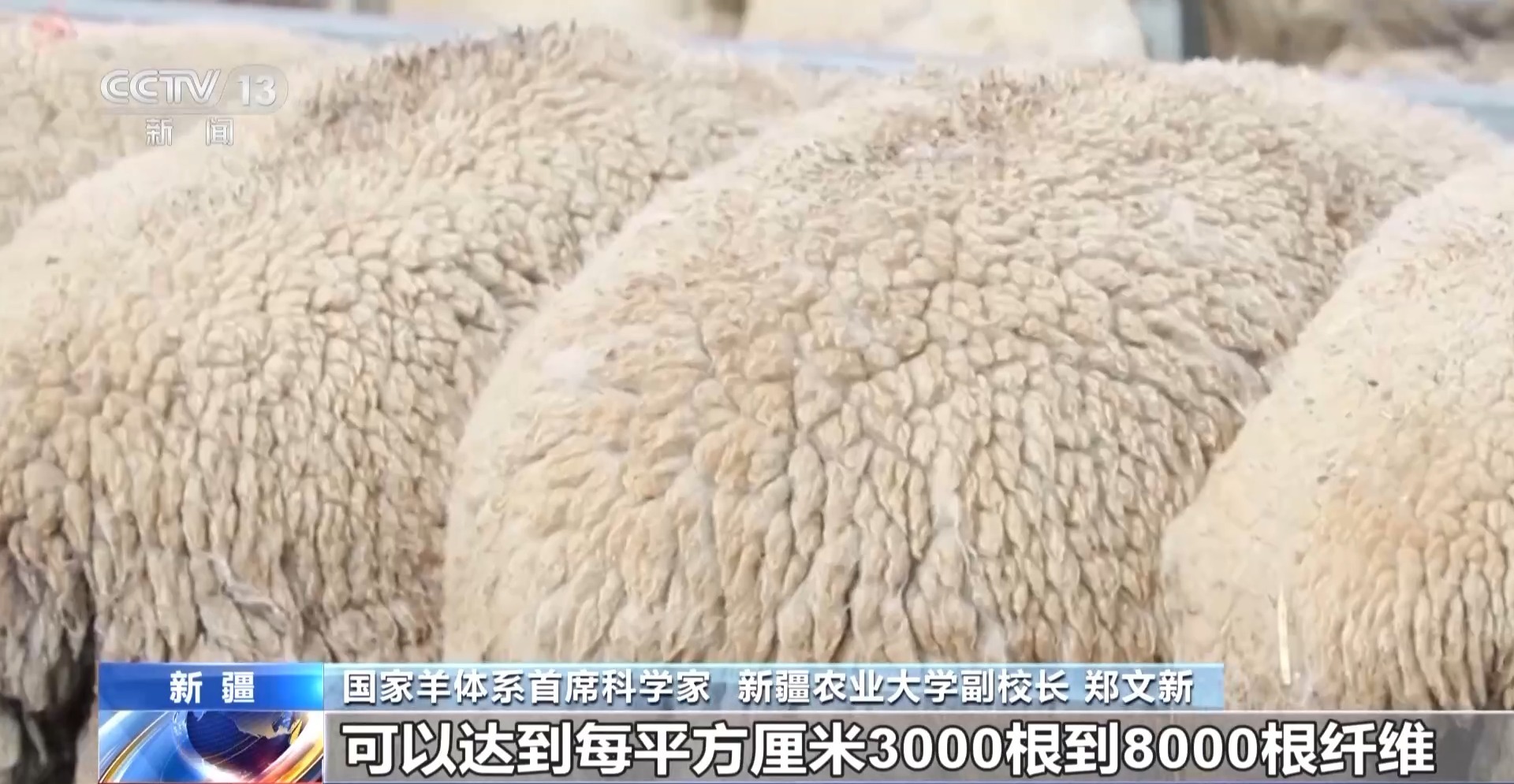 彩神vll羊咩咩穿上了高科技“新衣”！来看新疆伊犁河谷牲畜春季转场(图26)